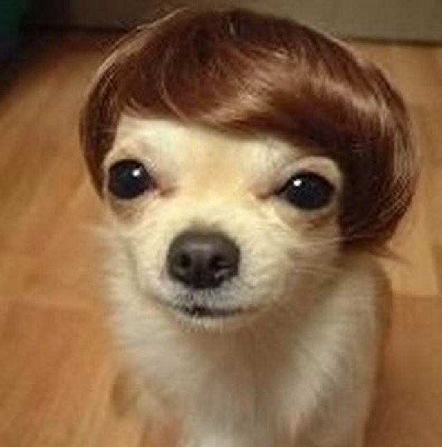 Dog in a short wig