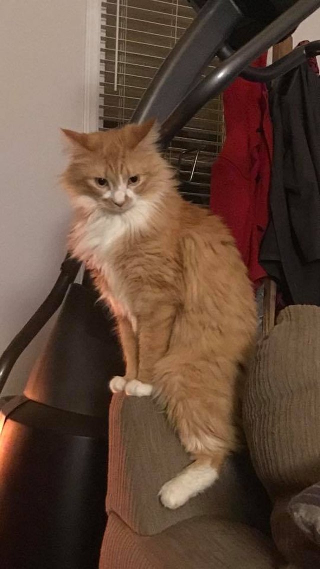 Silly cat poses guaranteed to make you LOL