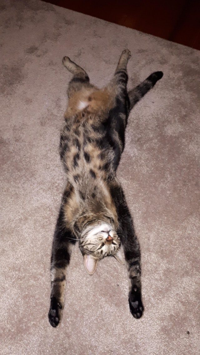 Tabby with a fluffy belly