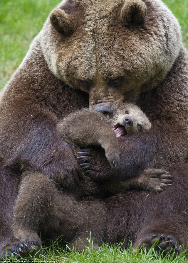 Grizzly bear nuzzling bear cub.
