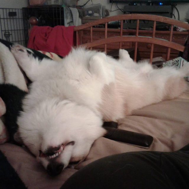 Corgi sleeping upside down