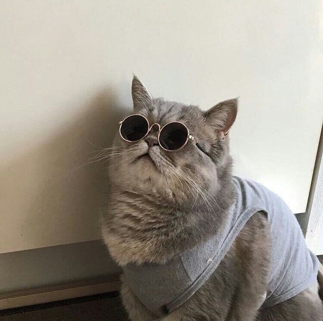 24 delightfully chubby cats