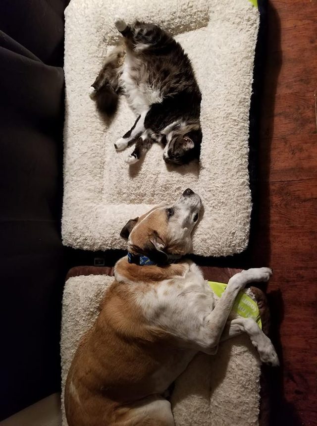 A cat and a dog testing out their new beds