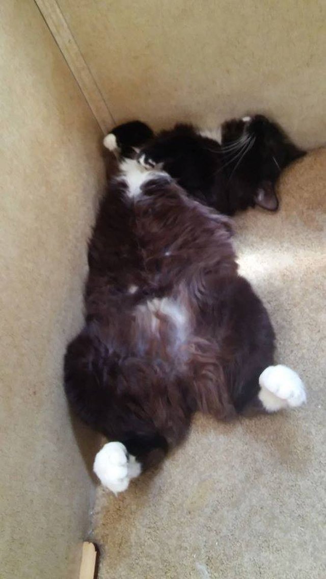 Silly cat poses guaranteed to make you LOL