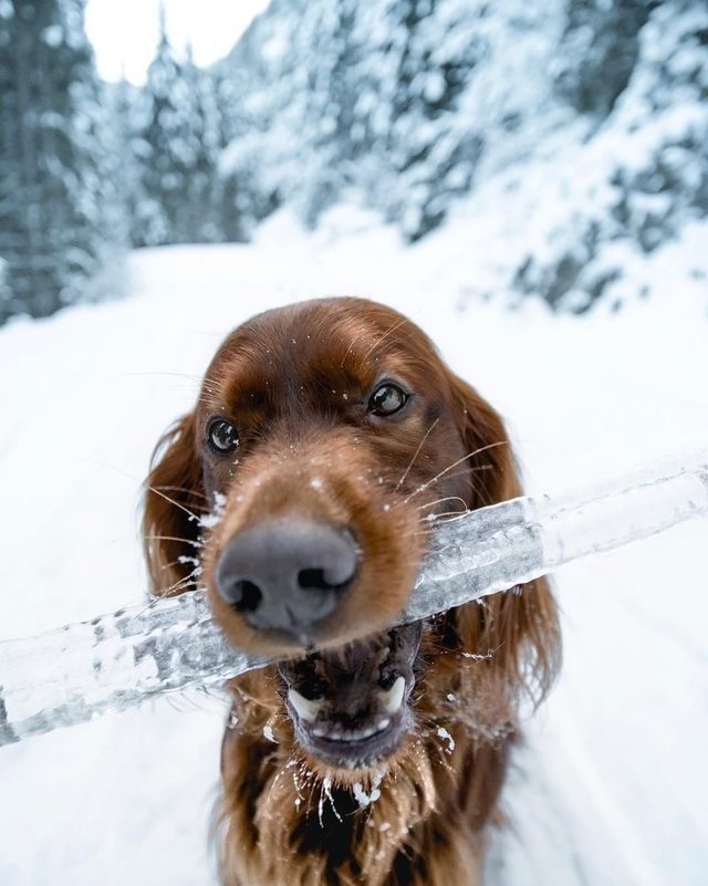 23 dogs living their best life as camping rock stars