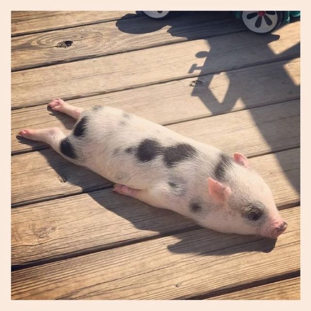 Piglet with its legs stretched out behind it.