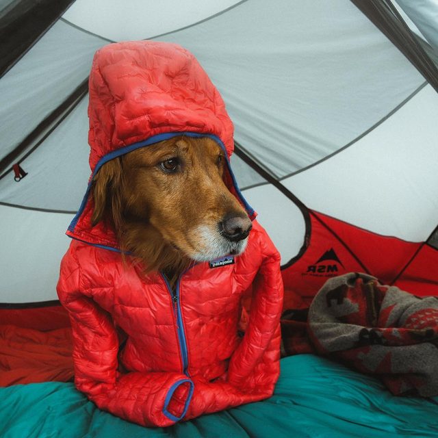 23 dogs living their best life as camping rock stars