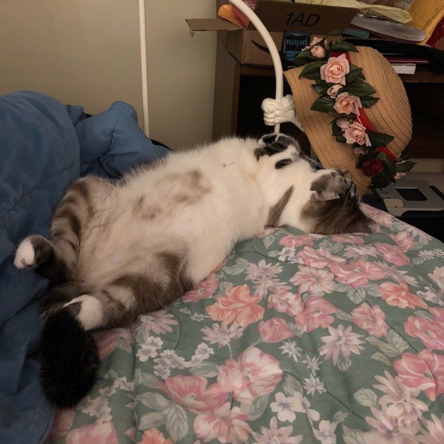 16 cats auditioning to be the cover model for Agatha Christie