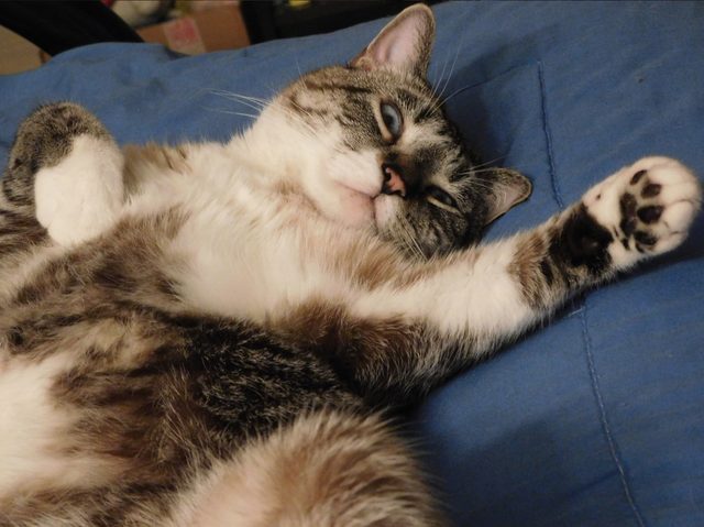 16 cats auditioning to be the cover model for Agatha Christie