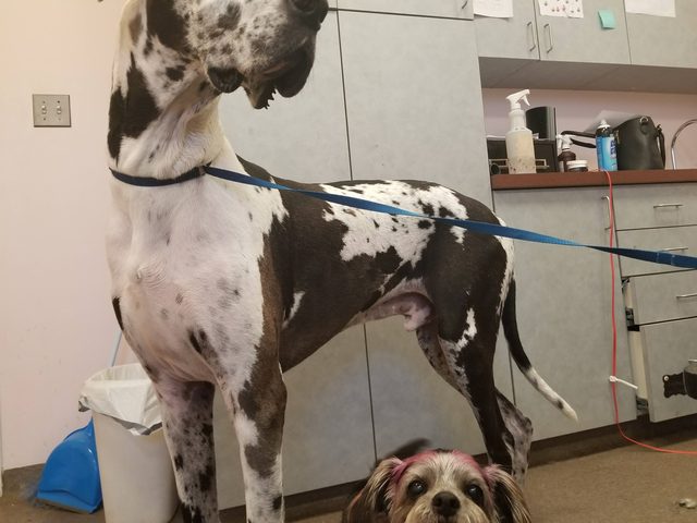 Dog photobombing picture of much taller dog.