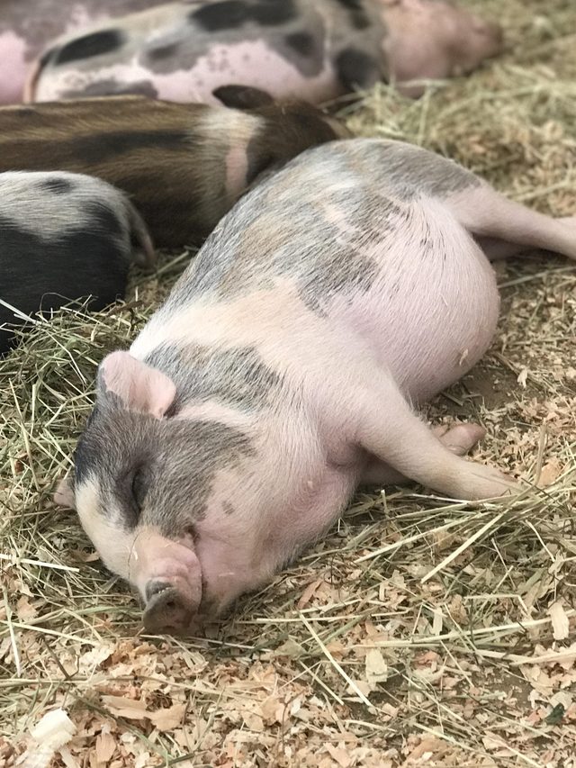 Sleeping piglet.