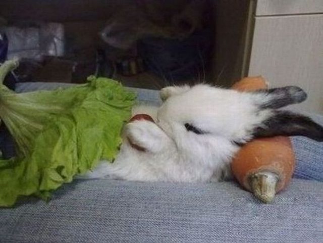 Baby Bunnies Sleeping Like Weirdos