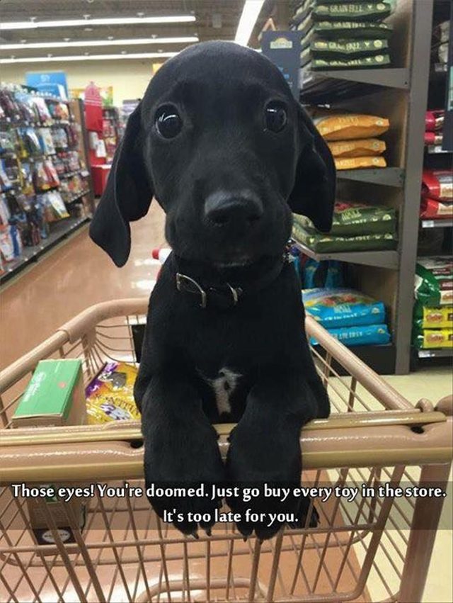 Extremely cute puppy in a shopping cart in a pet store