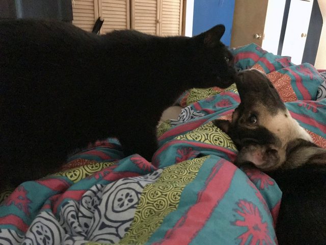 Dog and cat touching noses.