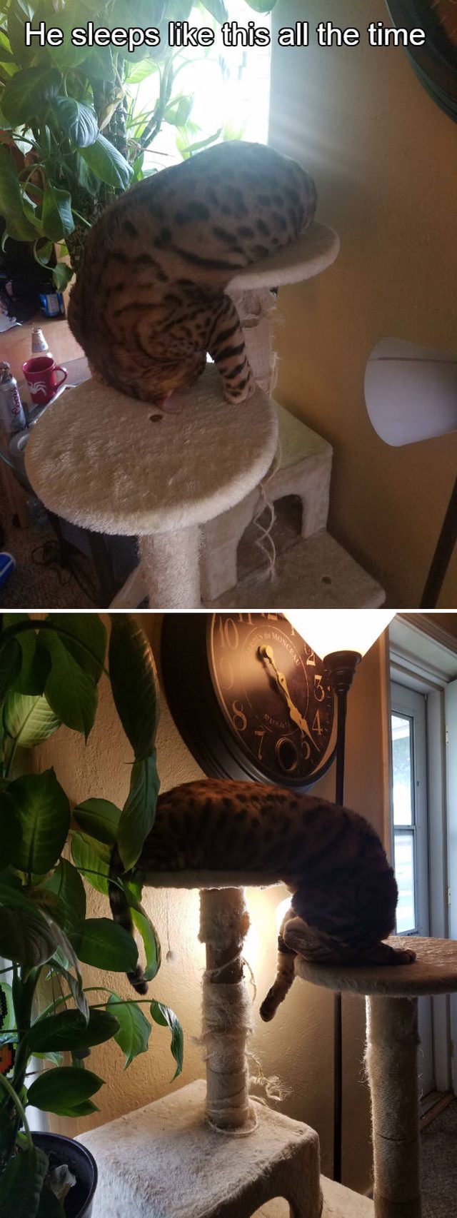 Cat sleeping in an awkward position.