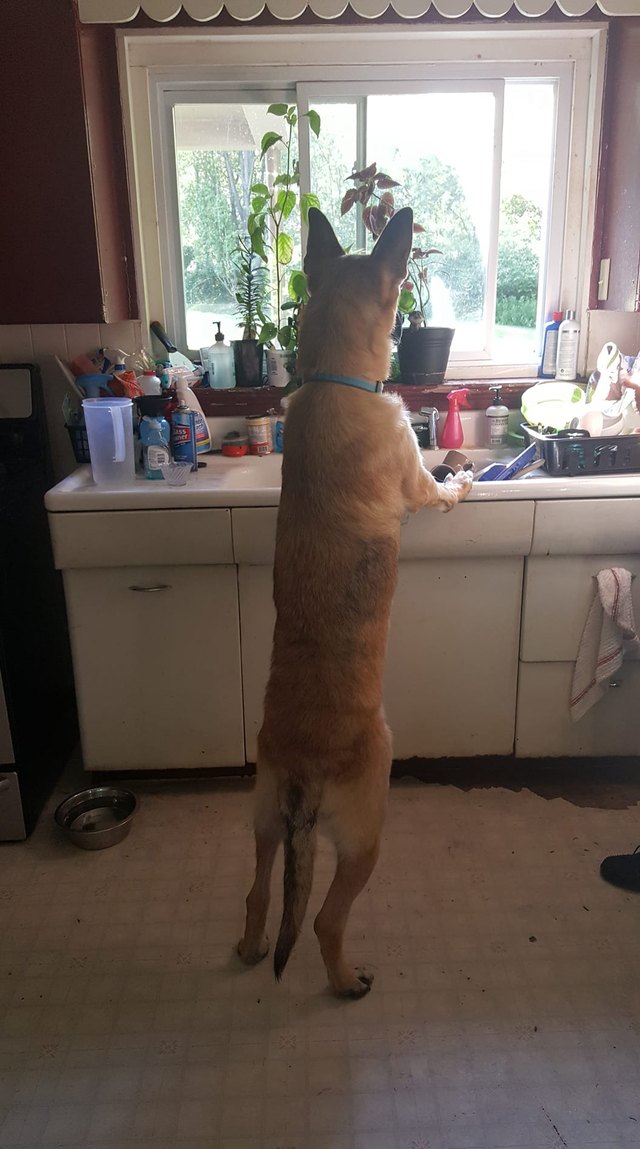 24 dogs in heckin predicaments that are all too real