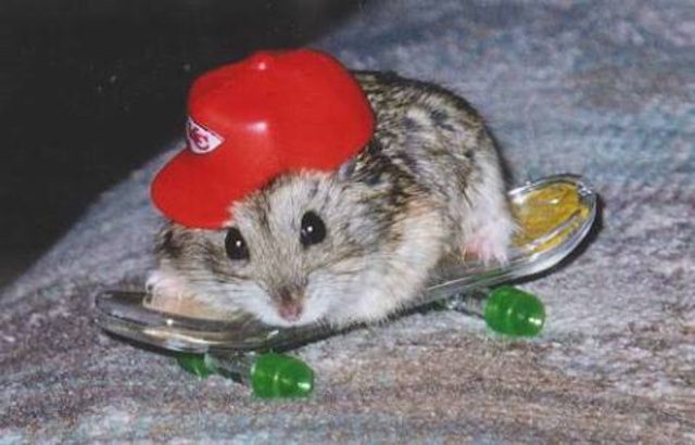 Hamster wearing a miniature baseball hat on a miniature skateboard.