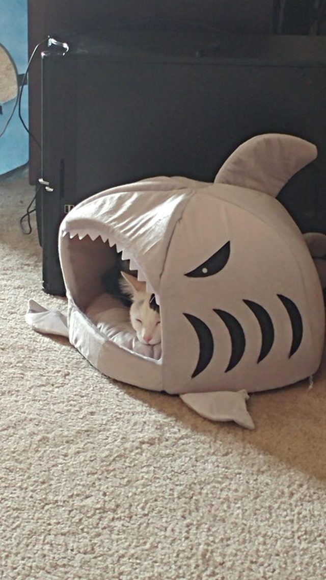 Cat sleeping in a bed shaped like a shark.