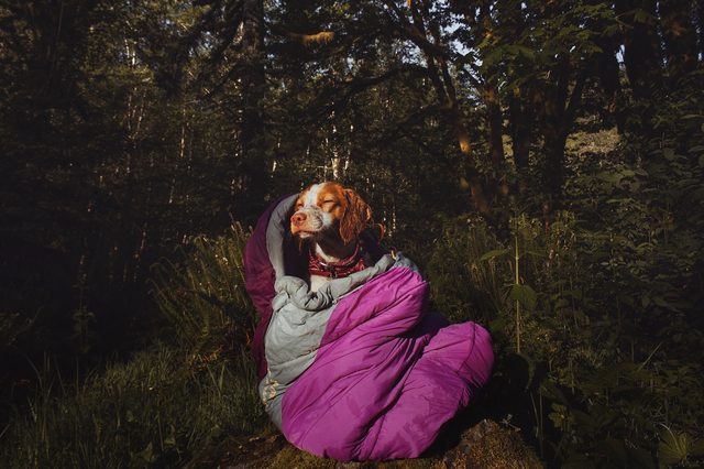 23 dogs living their best life as camping rock stars