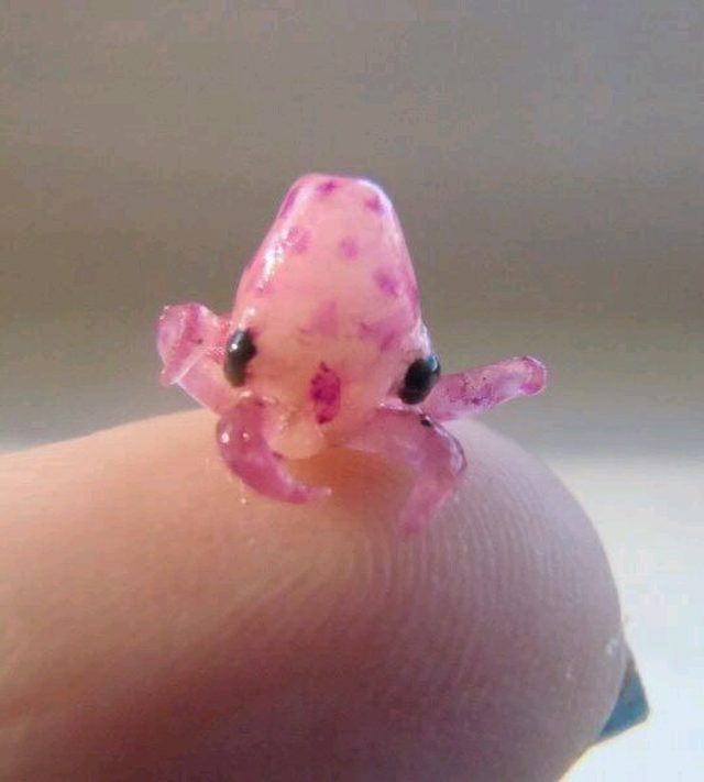 Tiny, Tiny Baby Animals That Will Melt You