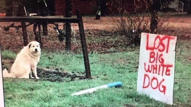 Dog sitting next to a sign about a lost dog that is him