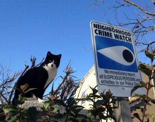 Cat sitting next to Neighborhood Crime Watch sign
