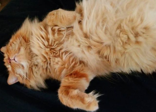 Extremely fluffy cat