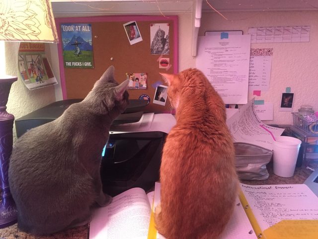 Two cats looking at printer.