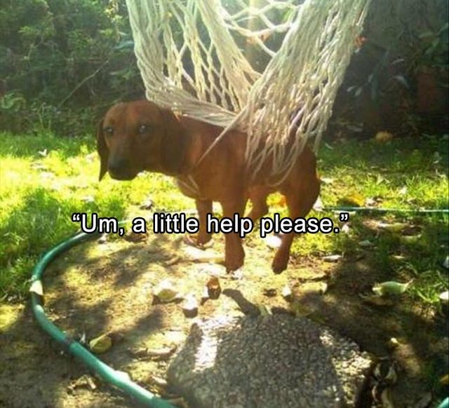 Dog tangled up in hammock