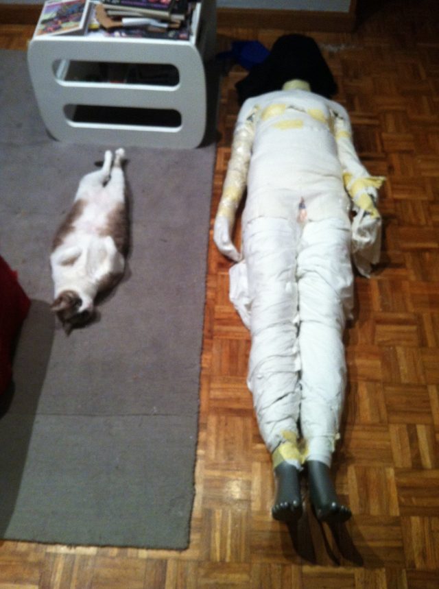 16 cats auditioning to be the cover model for Agatha Christie