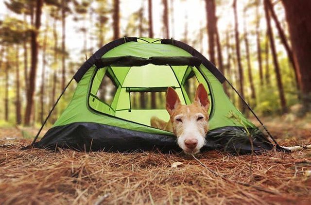 23 dogs living their best life as camping rock stars