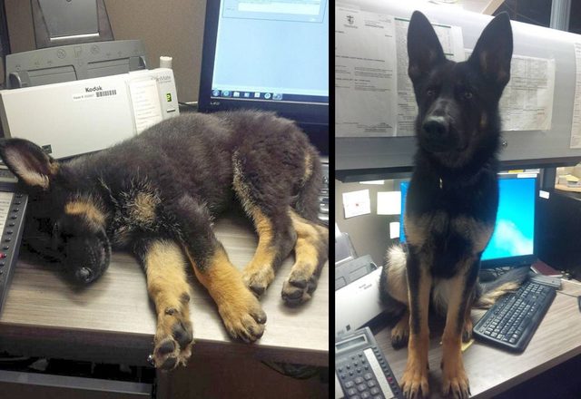 Side by side photos of dog sitting on desk as a puppy and dog as an adult.