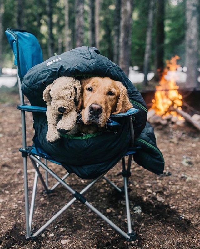 23 dogs living their best life as camping rock stars