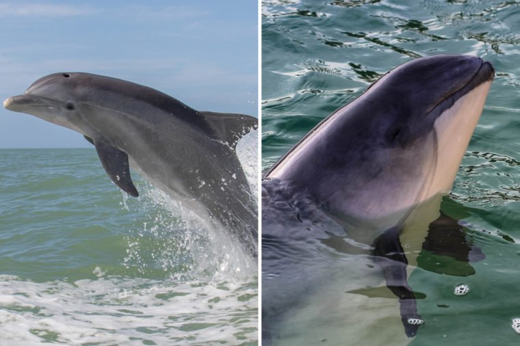 Dolphine-Vs-Porpoise