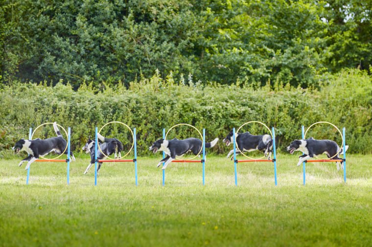 Neo - Fastest 10 Hoop Slalom By A Dog