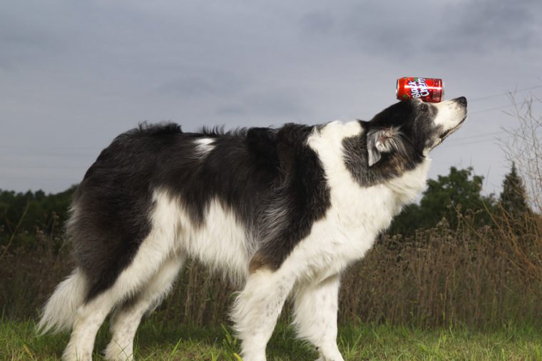 Fastest 100m Balancing A Soda Can