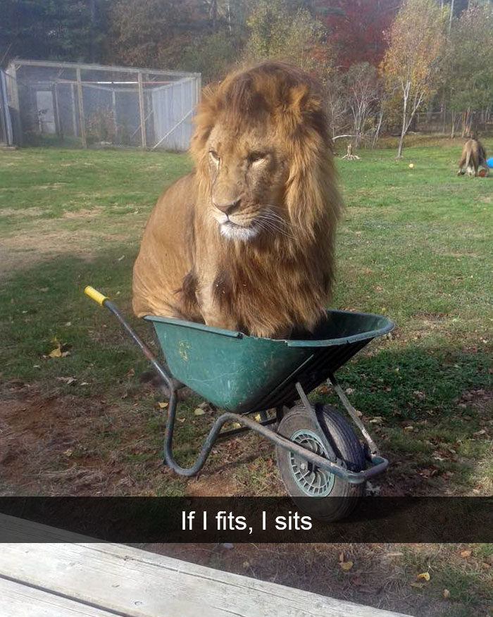Funny animal snapchats