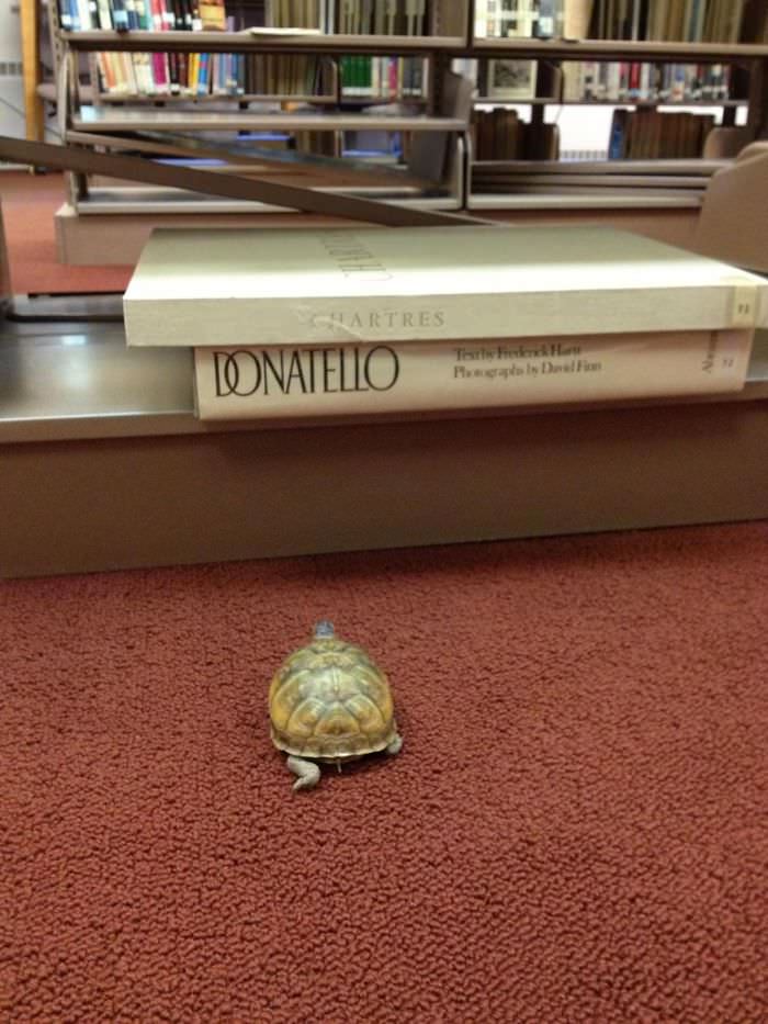 My Wife Is A High School Librarian And One Of Her Students Lost A Turtle In The Library Earlier In The Week. Today He Was Found. She Swears This Picture Wasn