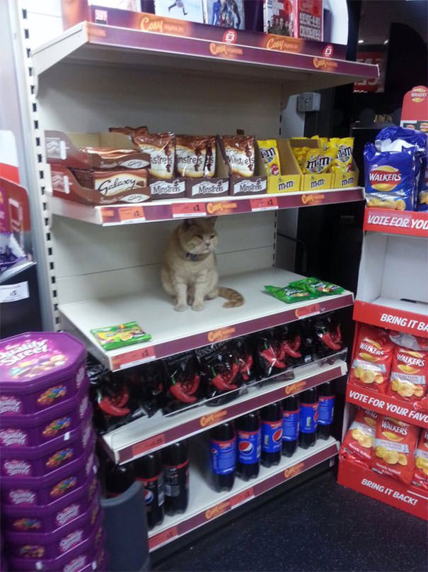  Security Tried To Get This Cat Out Of My Local Supermarket. Failed
