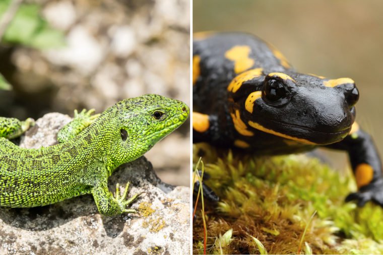 Lizard-Vs-Salamander