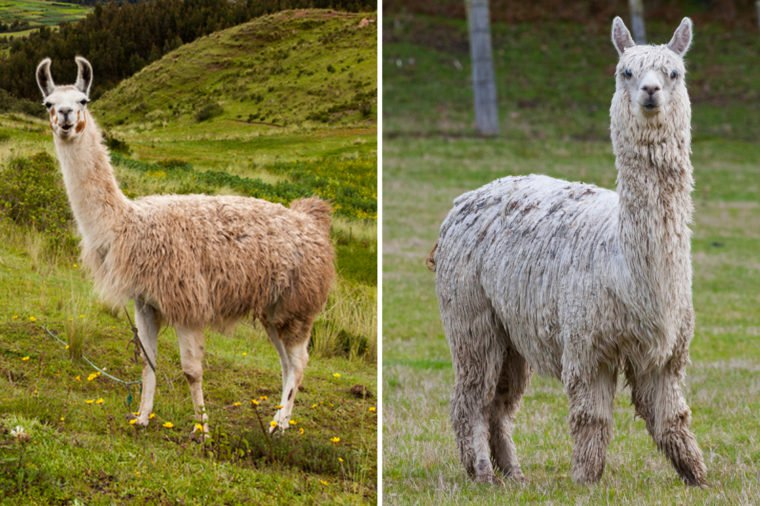 Can You Tell the Difference Between These Nearly Identical Animals