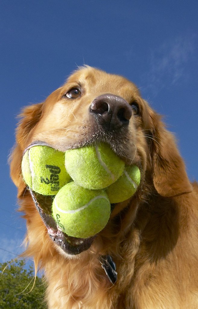 Most Tennis Balls