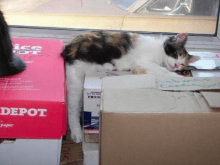 screen-shot-2017-06-15-at-6-15-52-pm