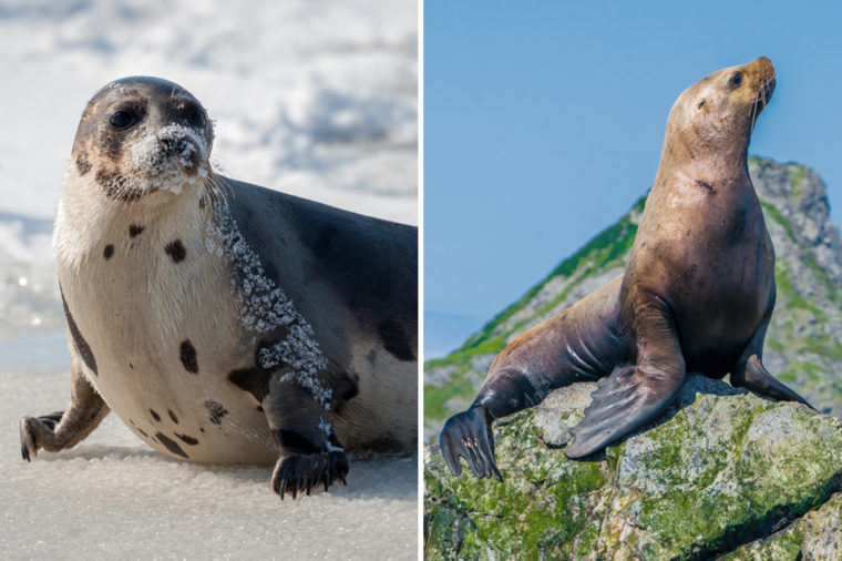 Seal-Vs-SeaLion