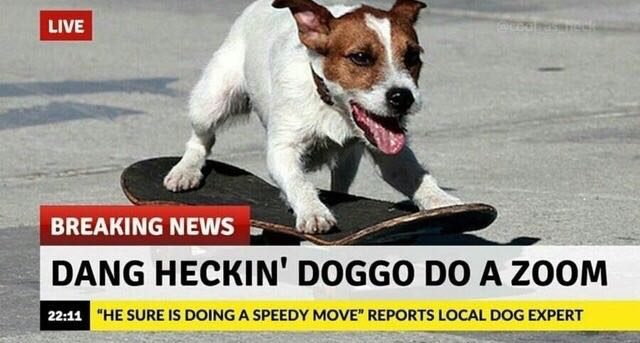 Dog on a skateboard.