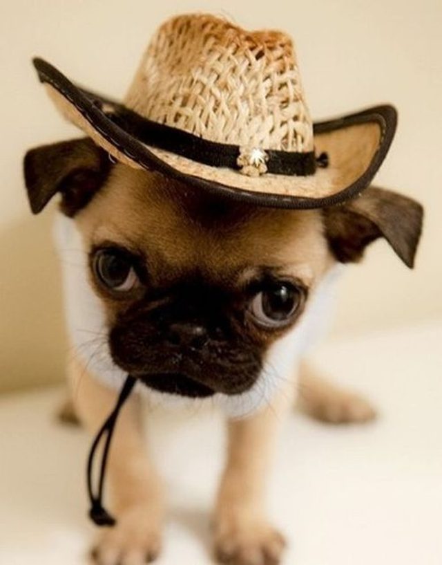 Pug wearing straw stetson