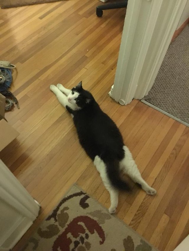 Silly cat poses guaranteed to make you LOL