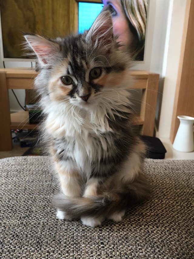 22 Of The Fluffiest Maine Coon Kittens Ever Small Joys