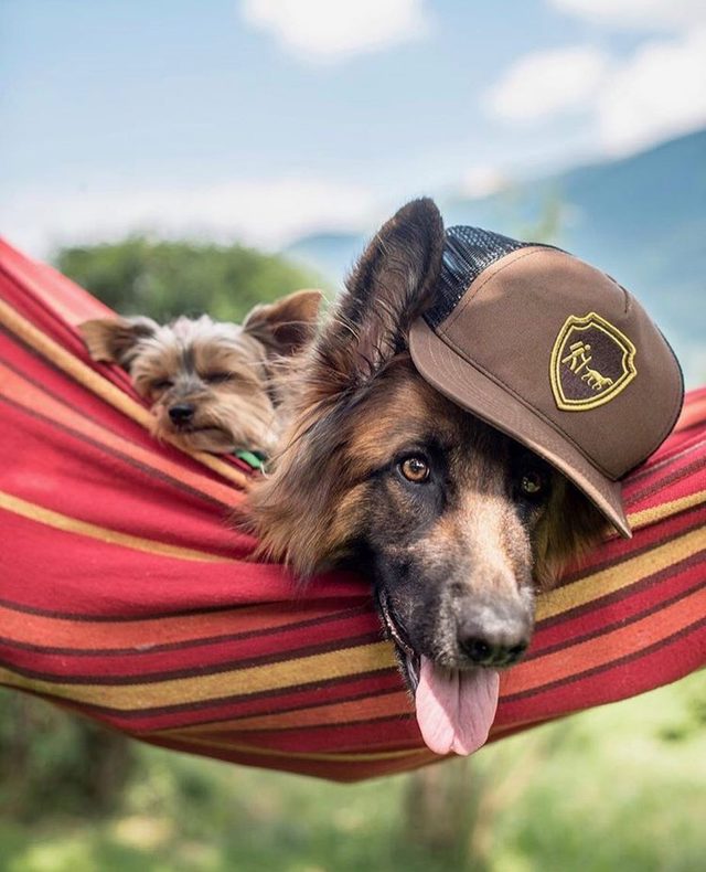 23 dogs living their best life as camping rock stars