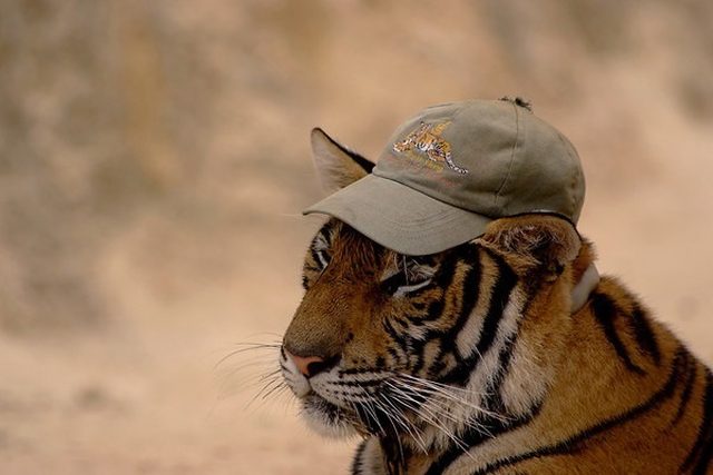 Tiger wearing baseball hat.